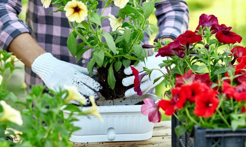 Gardener planting with flower pots tools. Woman hand planting flowers petunia standing behind wooden table in the summer garden at home, outdoor. The concept of gardening and flowers. Gardener planting with flower pots tools