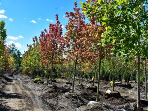 Native Trees - Best Selling