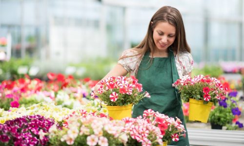 annuals landscapers Depot Kingston NH 1