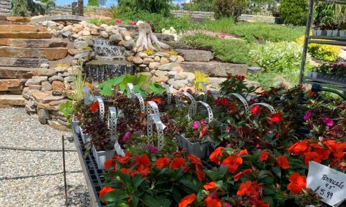 annuals landscapers Depot Kingston NH 3