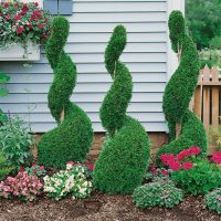 evergreen trees landscapers depot kingston nh 1