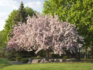 Flowering Trees - Best Selling