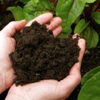 organic compost 1
