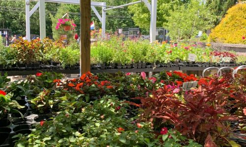 perennials landscapers Depot kingston NH 1