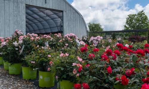 perennials landscapers Depot kingston NH