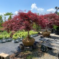 shade trees landscapers Depot Kingston NH