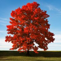 Red Sunset Maple Landscapers Depot Kingston, NH - New England's Premier Landscape Supplier